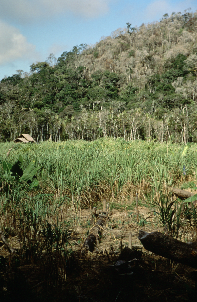 Déforestation à Madagascar © IRD - Bernard Moizo