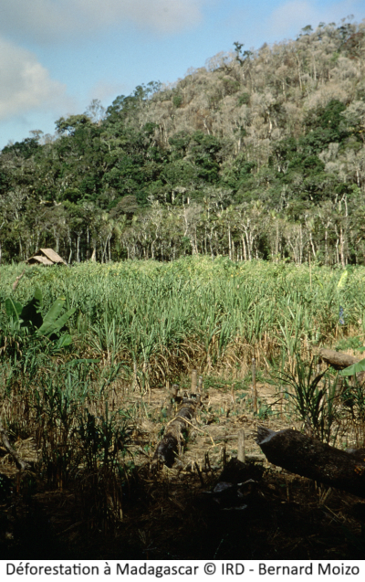 Déforestation à Madagascar © IRD - Bernard Moizo